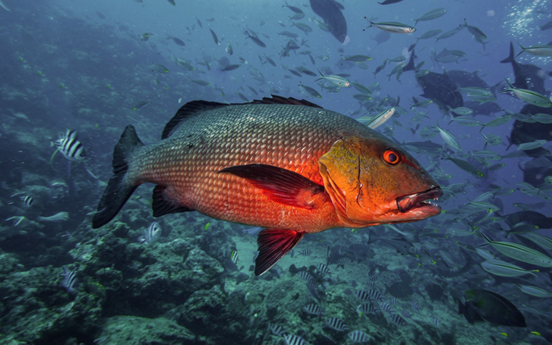 Tagåfi' (red sea bass) — Guam reef fish associated with ciguatera risk