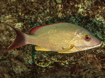 Lutjanus fulvus