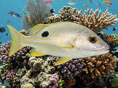 Lutjanus monostigma
