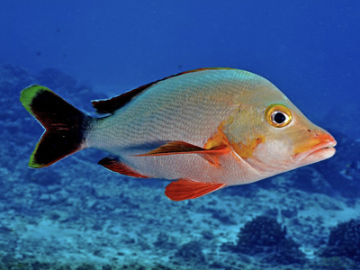 Lutjanus gibbus