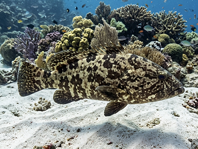 Epinephelus polyphekadion