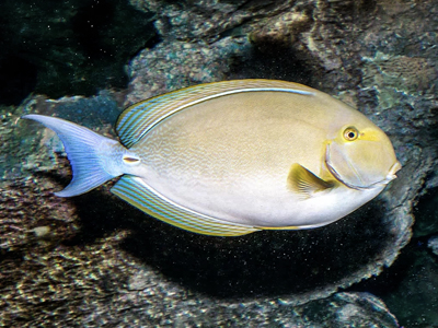 Acanthurus xanthopterus