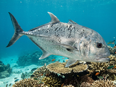 Caranx ignobilis