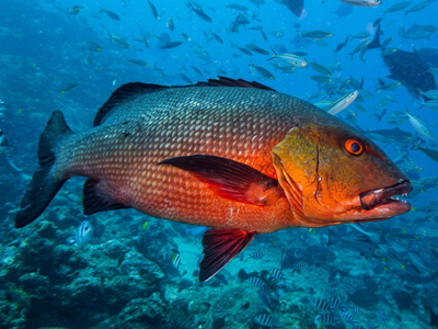 Lutjanus bohar