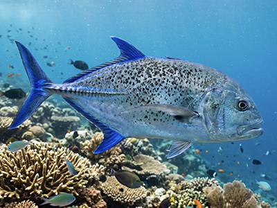 Caranx melampygus