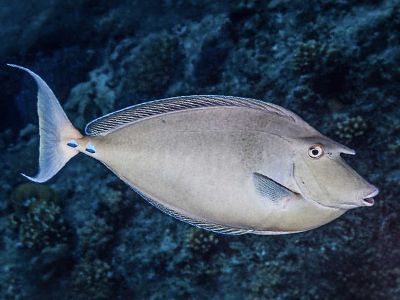 Naso unicornis