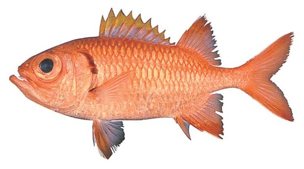 Bigscale soldierfish (Myripristis berndti) — Guam food fish