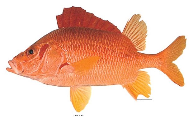 Long-jawed squirrelfish (Sargocentron spiniferum) — Guam food fish