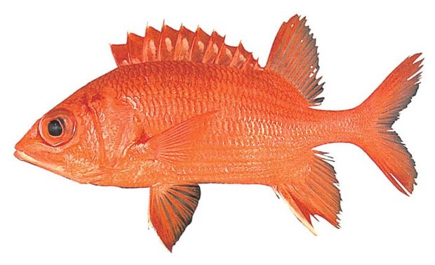 Blue-lined squirrelfish (Sargocentron tiere) — Guam food fish