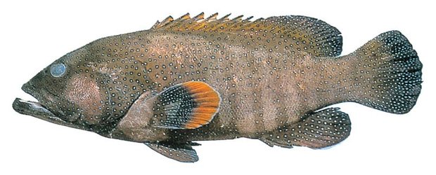 Peacock grouper (Cephalopholis argus) — Guam food fish
