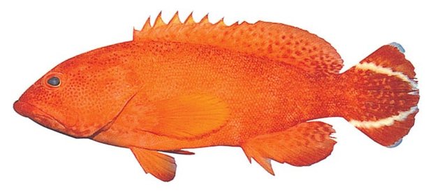 Flagtail grouper (Cephalopholis urodeta) — Guam food fish