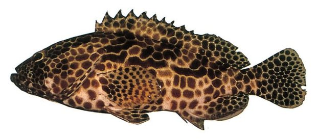 Honeycomb grouper (Epinephelus merra) — Guam food fish