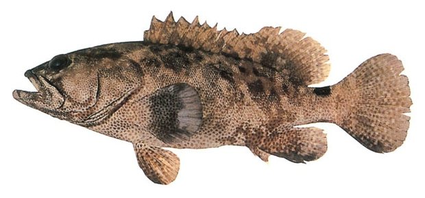 Marbled grouper (Epinephelus polyphekadion) — Guam food fish