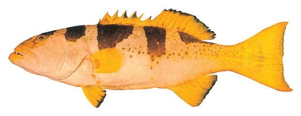 Saddleback grouper (Plectropomus laevis (saddleback phase)) — Guam food fish