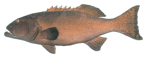 Giant coral trout (Plectropomus laevis (red phase)) — Guam food fish