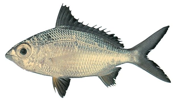 Mojarra (Gerres oyena) — Guam food fish