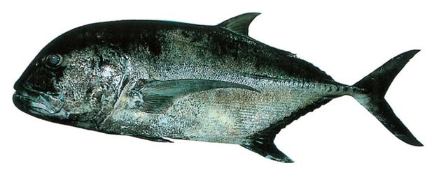 Giant trevally (Caranx ignobilis) — Guam food fish