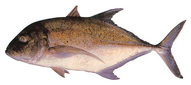 Bluefin trevally (Caranx melampygus) — Guam food fish