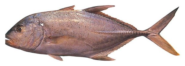 Brassy trevally (Caranx papuensis) — Guam food fish