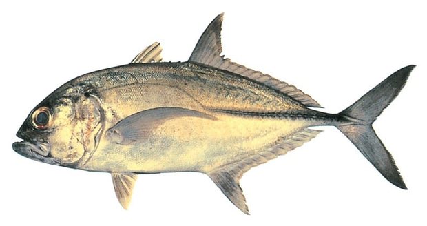 Bigeye trevally (Caranx sexfasciatus) — Guam food fish