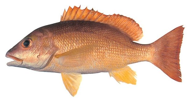 Flametail snapper (Lutjanus fulvus) — Guam food fish