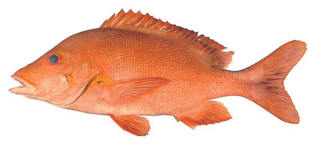 Humpback snapper (Lutjanus gibbus) — Guam food fish