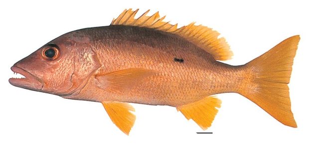 Onespot snapper (Lutjanus monostigmus) — Guam food fish