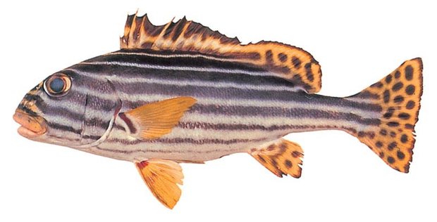 Oriental sweetlips (Plectorhinchus vittatus) — Guam food fish