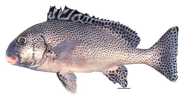 Spotted sweetlips (Plectorhinchus picus) — Guam food fish