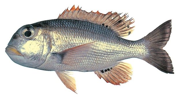 Bigeye emperor (Monotaxis grandoculus) — Guam food fish