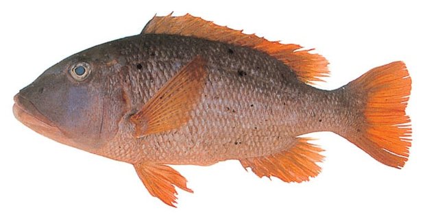 Orangefin emperor (Lethrinus erythracanthus) — Guam food fish