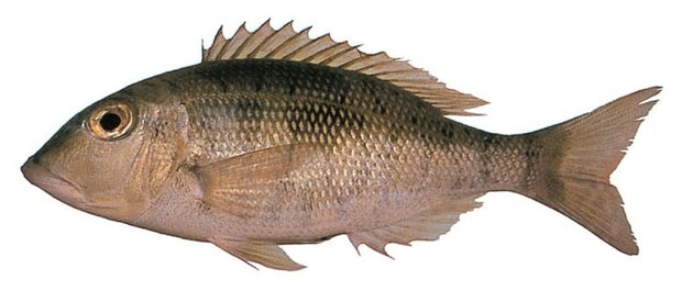 Blackspot emperor (Lethrinus harak) — Guam food fish