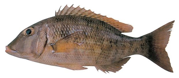 Yellowstripe emperor (Lethrinus obsoletus) — Guam food fish