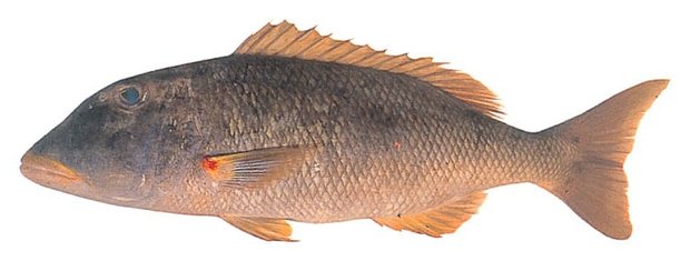 Yellowlip emperor (Lethrinus xanthochilus) — Guam food fish