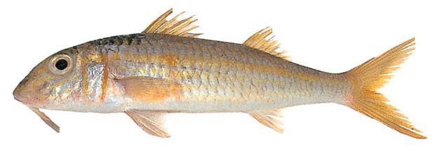 Yellowstripe goatfish (Mulloidichthys flavolineatus) — Guam food fish