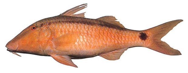 Dash-and-dot goatfish (Parupeneus barberinus) — Guam food fish