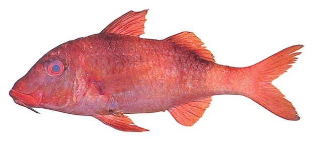 Two-barred goatfish (Parupeneus insularis) — Guam food fish