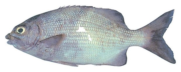 Highfin rudderfish (Kyphosus cinerascens) — Guam food fish