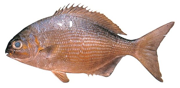 Lowfin rudderfish (Kyphosus vaigiensis) — Guam food fish