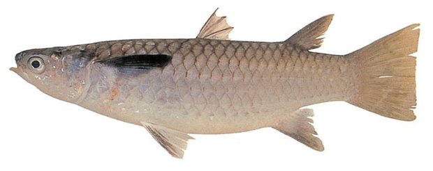 Yellowtail mullet (Ellochelon vaigiensis) — Guam food fish