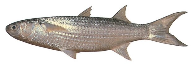 Bluespot mullet (Moolgarda seheli) — Guam food fish