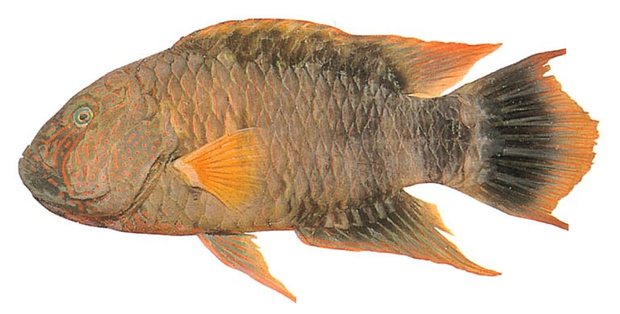 Tripletail wrasse (Cheilinus trilobatus) — Guam food fish