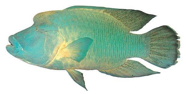 Humphead wrasse; Napoleonfish (Cheilinus undulatus) — Guam food fish