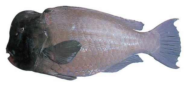 Humphead parrotfish (Bolbometopon muricatum) — Guam food fish