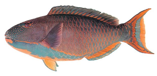 Bicolor parrotfish (Cetoscarus bicolor (male)) — Guam food fish