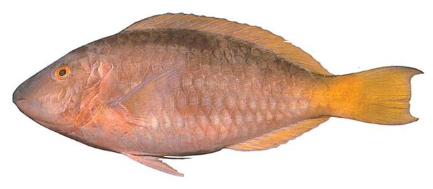 Pacific longnose parrotfish (Hipposcarus longiceps) — Guam food fish
