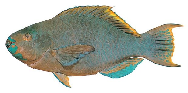 Filament-finned parrotfish (Scarus altipinnis) — Guam food fish