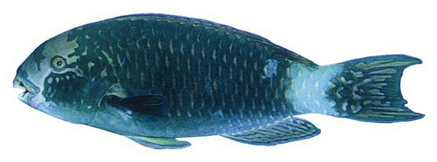 Tan-faced parrotfish (Chlorurus frontalis) — Guam food fish