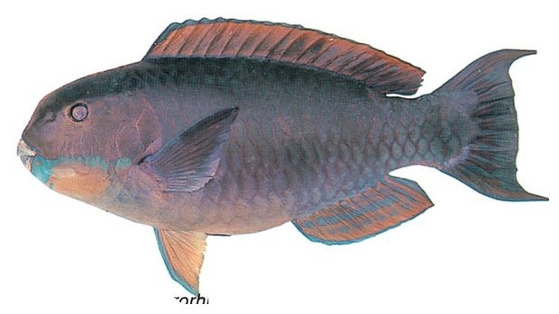 Gibbus parrotfish (Chlorurus microrhinos) — Guam food fish