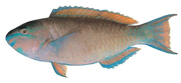 Palenose parrotfish (Scarus psittacus) — Guam food fish